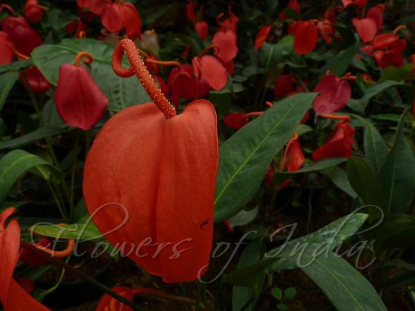 Pig-Tail Anthurium